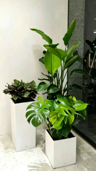 鄞州花木租赁选择-余姚花木租摆推广-北仑花卉租赁效果-江北绿植租摆服务