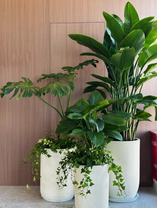 奉化办公室植物租赁店-杭州湾租绿植费用-余姚花木租赁合同法律效力-宁波花木租摆技术