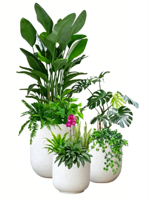 北仑花卉租赁品牌四大特点，全面解析